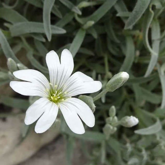 Cerastium tomentosum