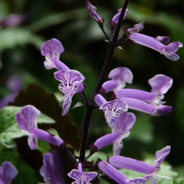 Plectranthus Mona Lavender