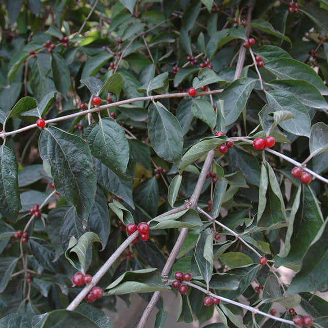 Diospyros lotus