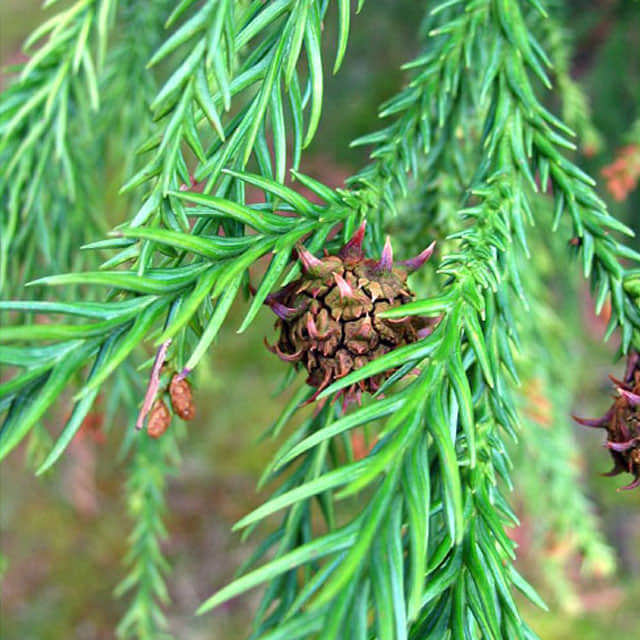 Cryptomeria japonica