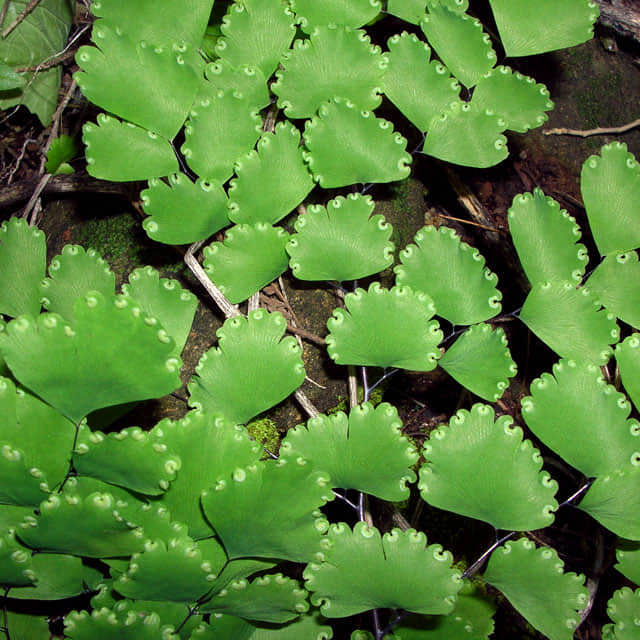 Adiantum raddianum
