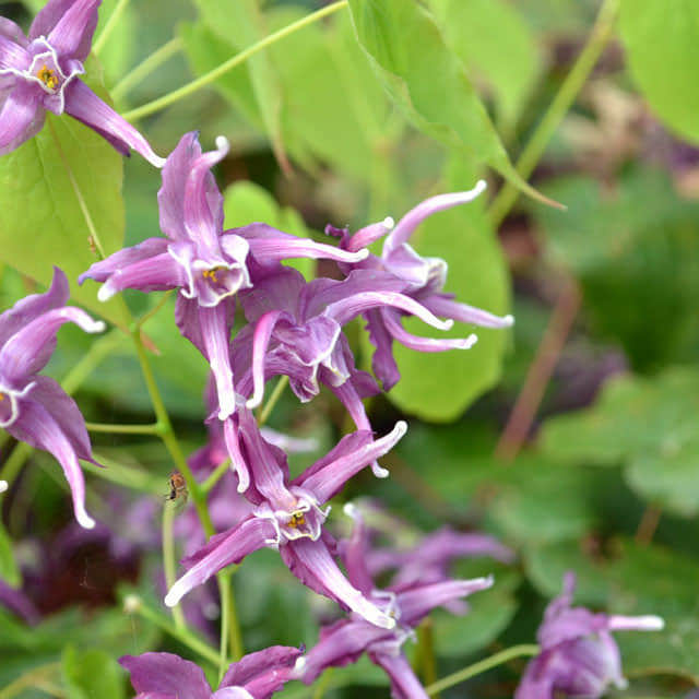 Epimedium grandiflorum
