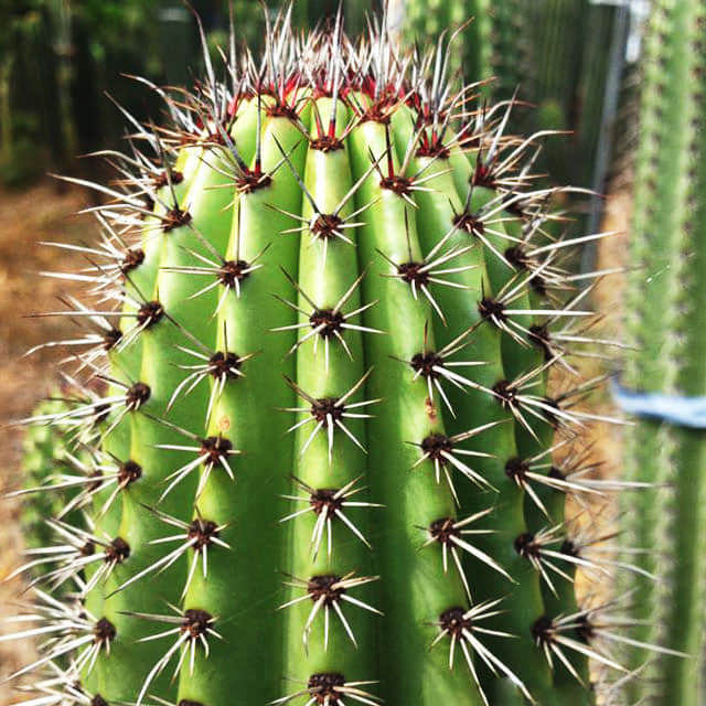 Stenocereus thurberi