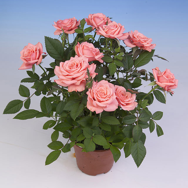 Mini Rose Pink Star White Powder