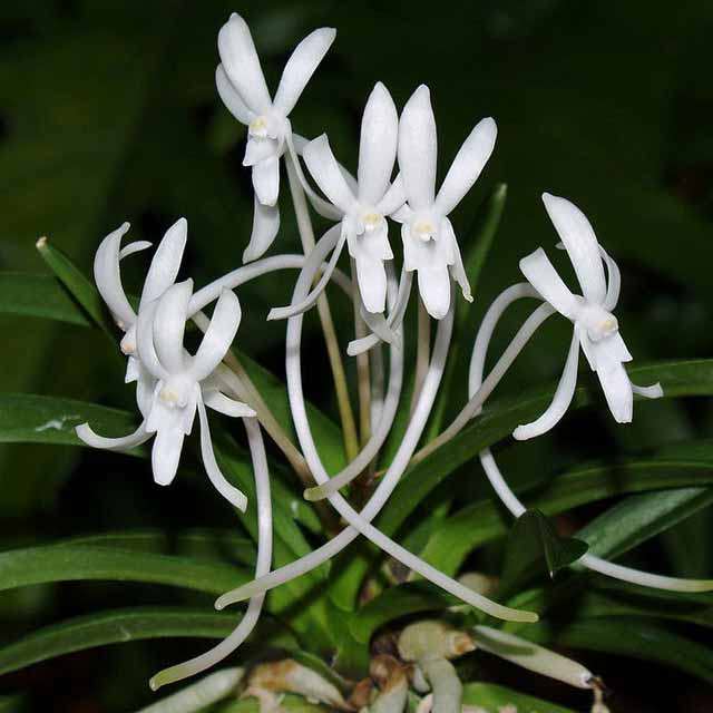 Neofinetia falcata