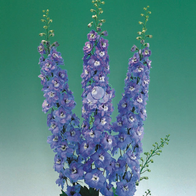 Delphinium Aurora F1
