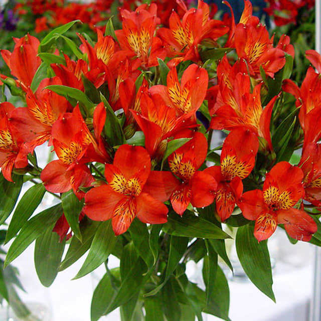 Alstroemeria aurantiaca