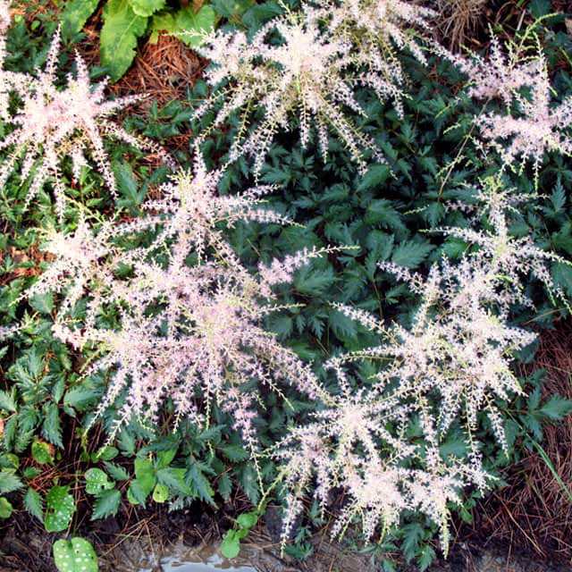 Astilbe simplicifolia