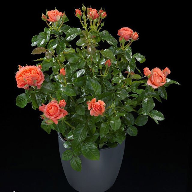 Mini Rose Terazza Saturnus Leggy Stems