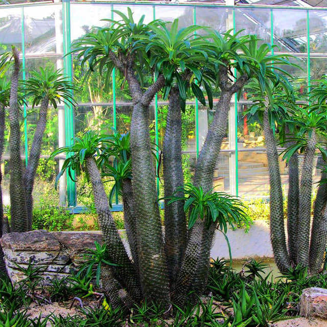 Pachypodium lamerei