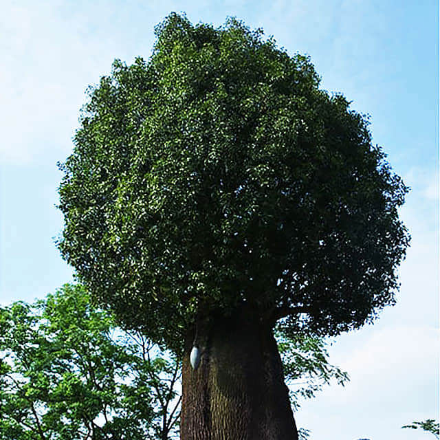 Jatropha podagrica