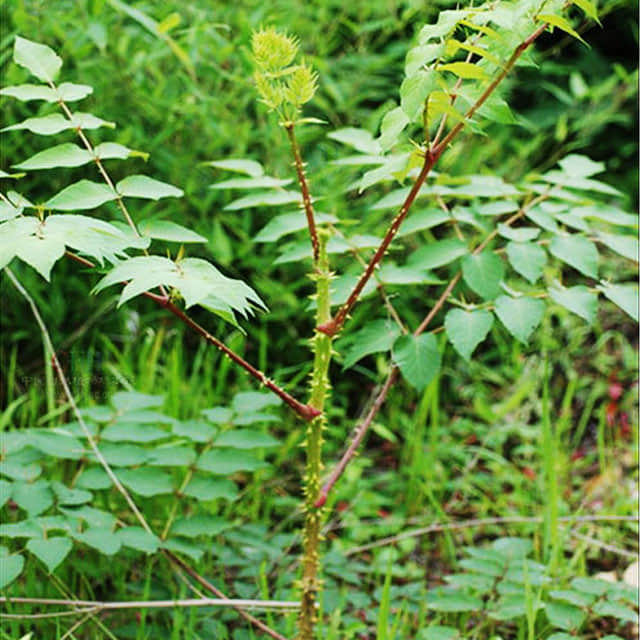 Aralia chinensis
