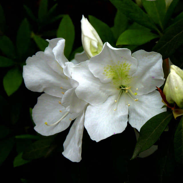 Rhododendron mucronatum White Powder