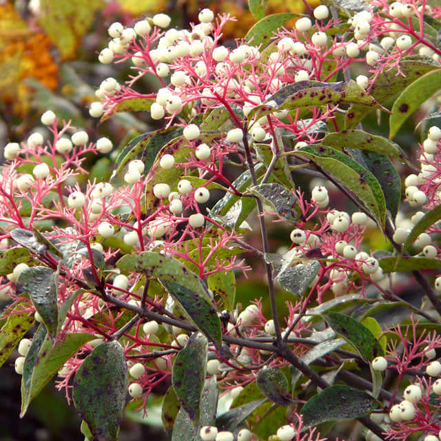 Cornus racemosa Salvins Dwarf
