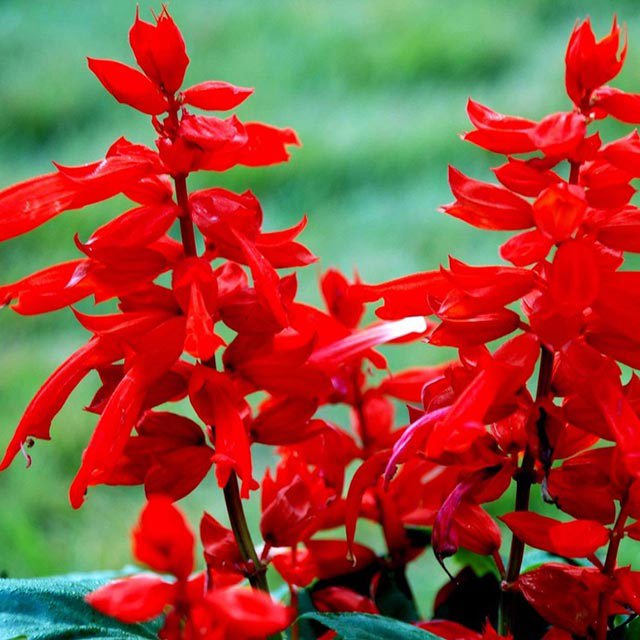 Salvia splendens