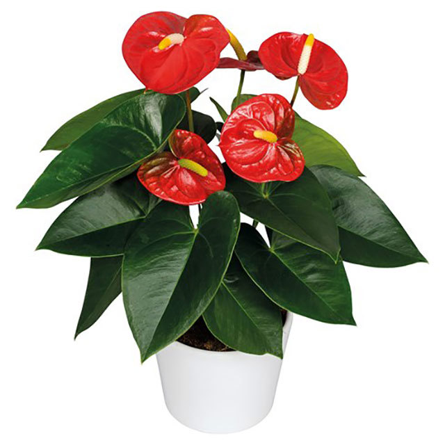 Anthurium andraeanum Royal Champion