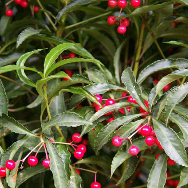 Ardisia crenata