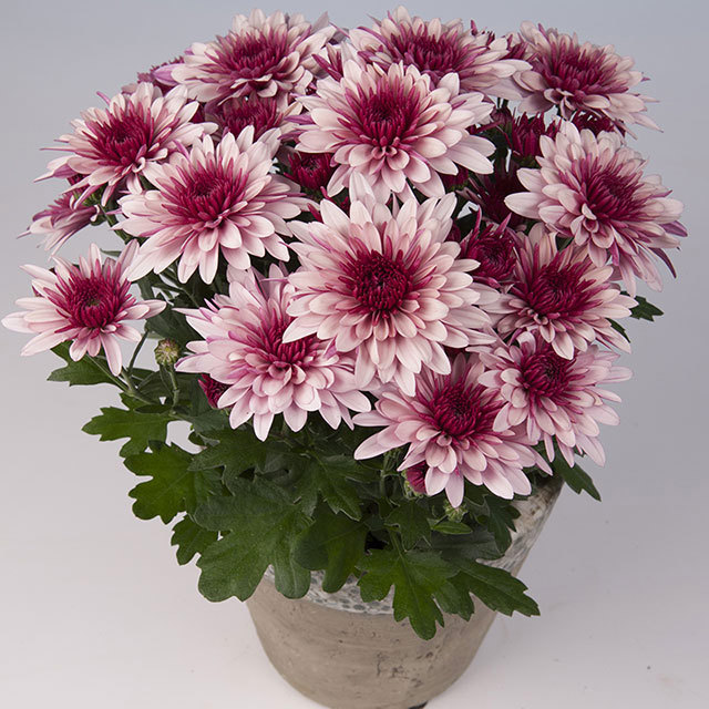 Chrysanthemum Cesar Fine Webbing