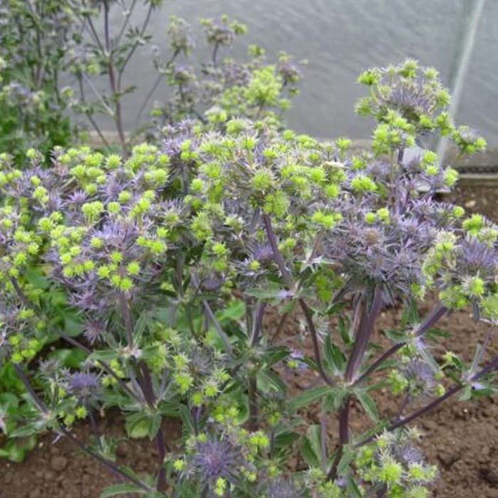 Eryngium Magical Purple Stars