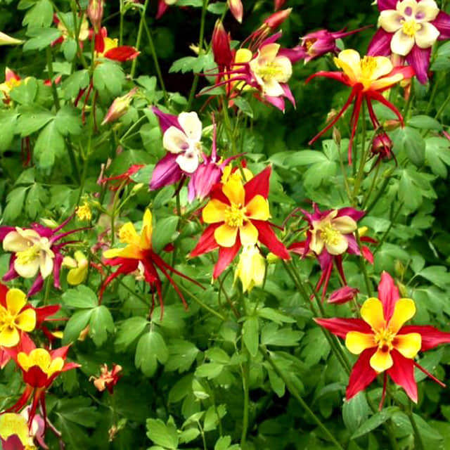 Aquilegia canadensis