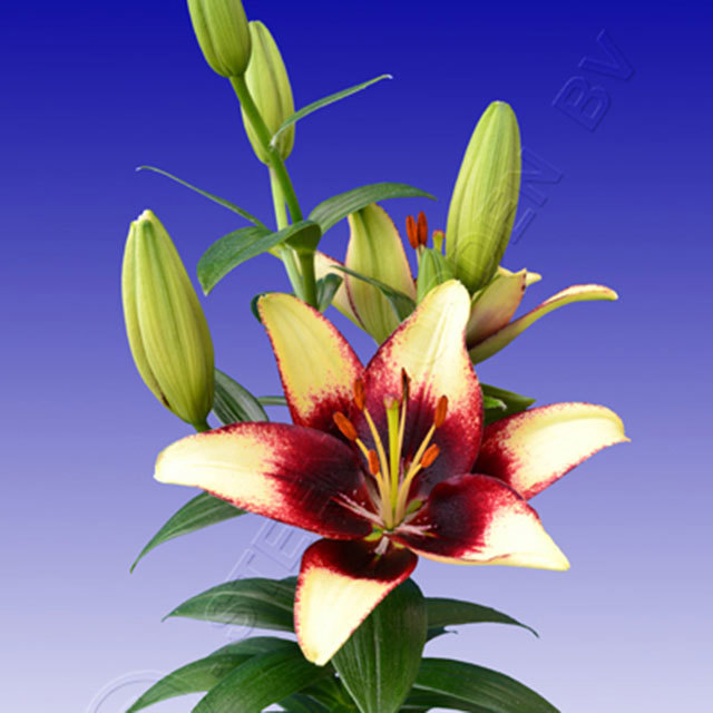 Lily Curitiba Sudden Leaf Drop