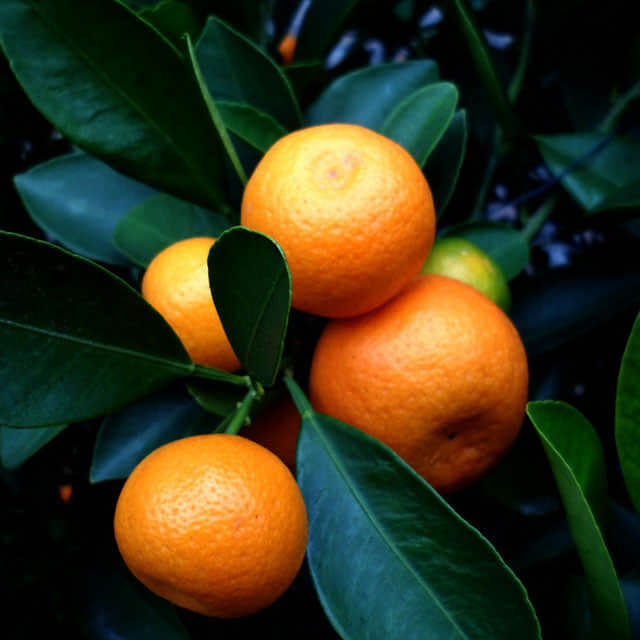Citrofortunella microcarpa