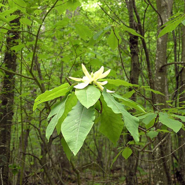 Magnolia fraseri