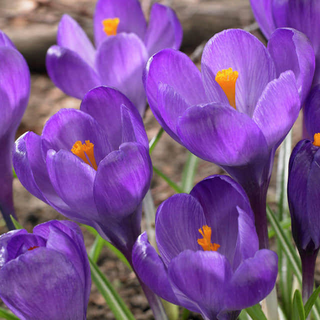 Crocus vernus Flower Record