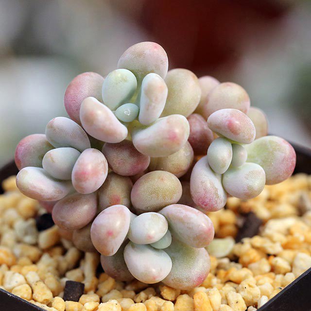 Pachyphytum Momobijin