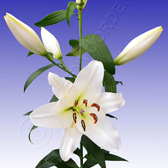 Lilium OT Forever Fine Webbing