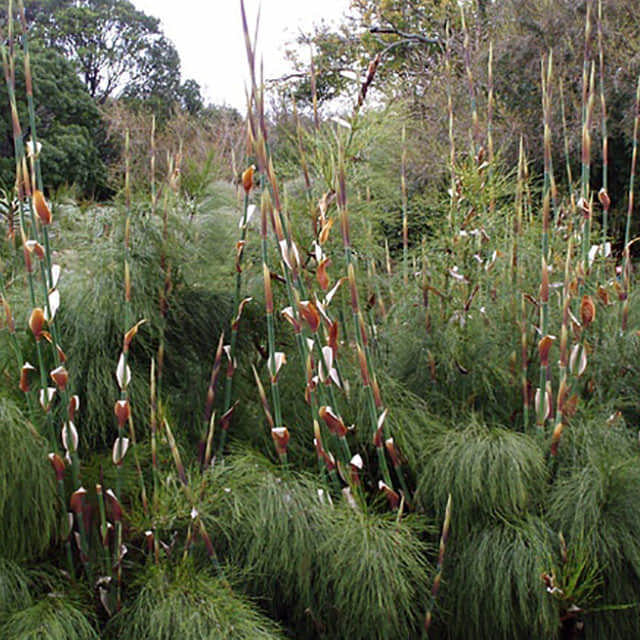 Chondropetalum tectorum