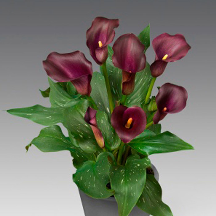 Zantedeschia Captain Reno Sudden Leaf Drop