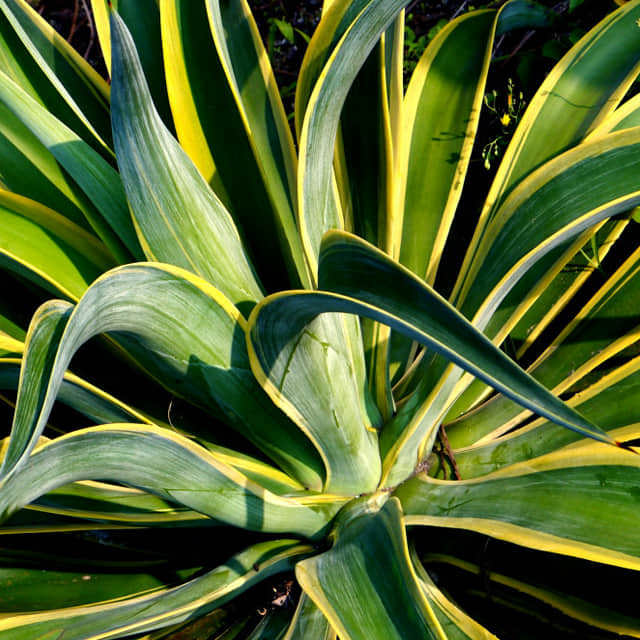 Agave americana marginata