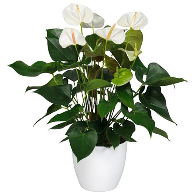 Anthurium andraeanum Sumi Brown Leaf Tips