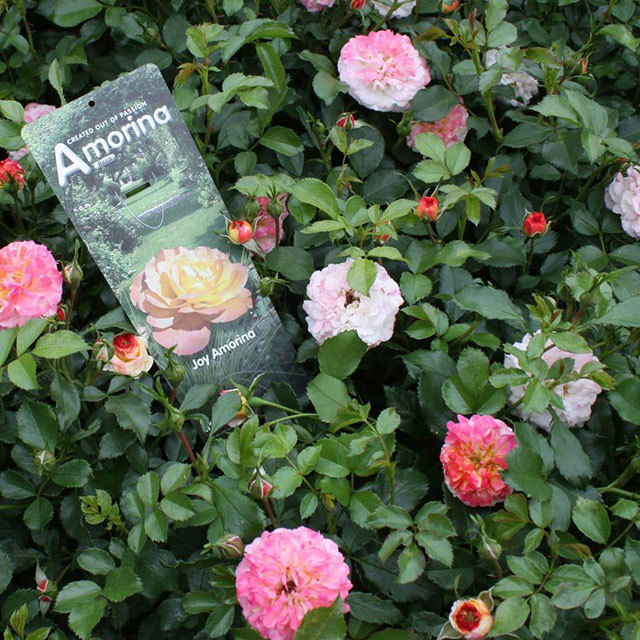 Mini Rose Joy Ricco Amorina Tiny Black Flies