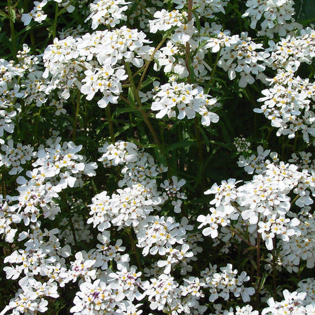 Iberis amara