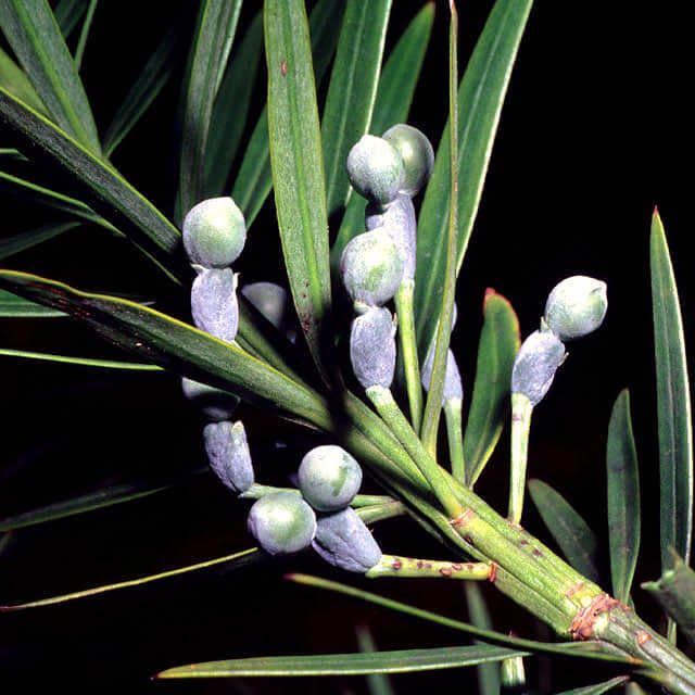 Podocarpus Lambertii