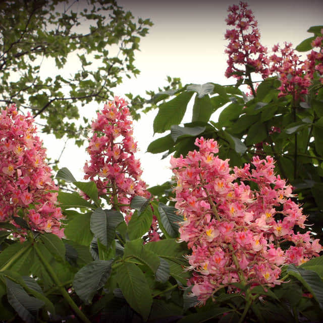 Aesculus x carnea Sudden Leaf Drop