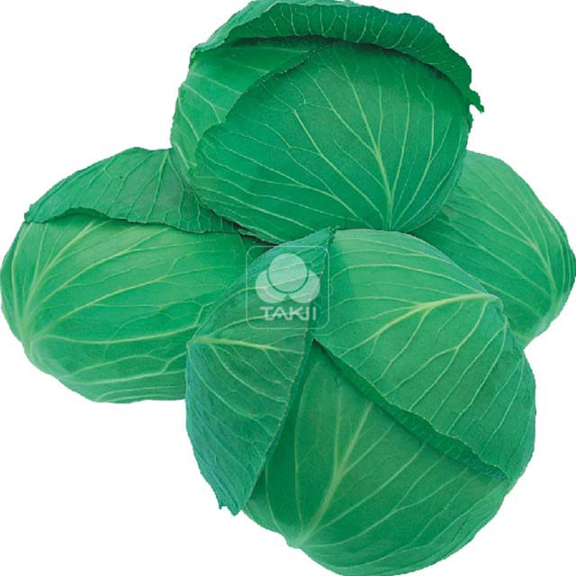 White Cabbage Autumn Queen F1 Brown Leaf Tips