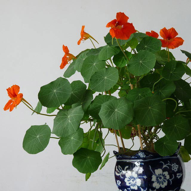 Tropaeolum majus