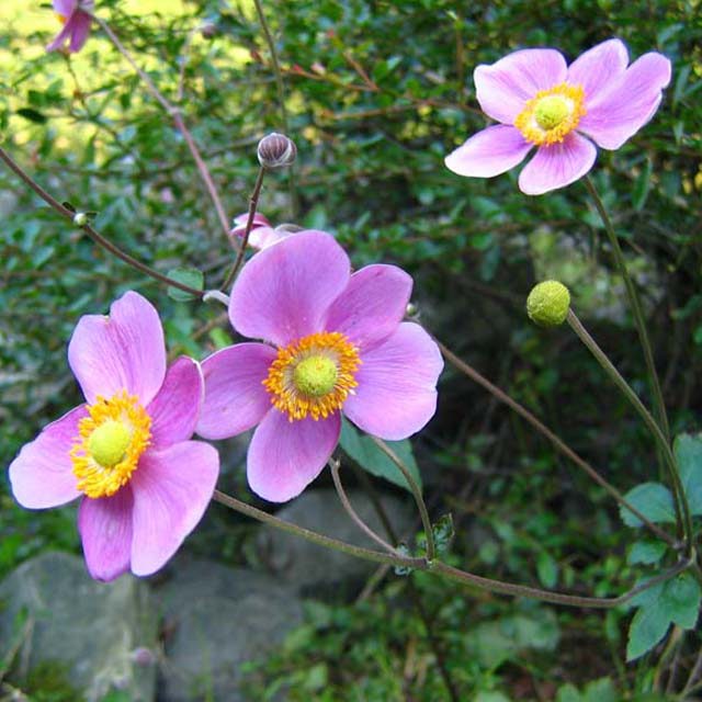 Anemone hupehensis