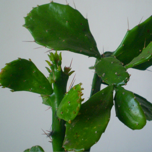 Opuntia vulgaris
