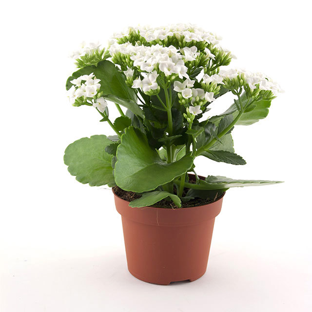 Kalanchoe Passion Aris