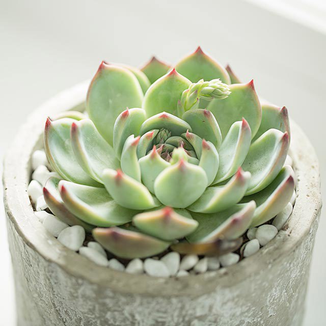 Echeveria chihuahuaensis White Cottony Spots