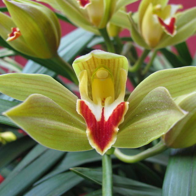 Cymbidium hookerianum