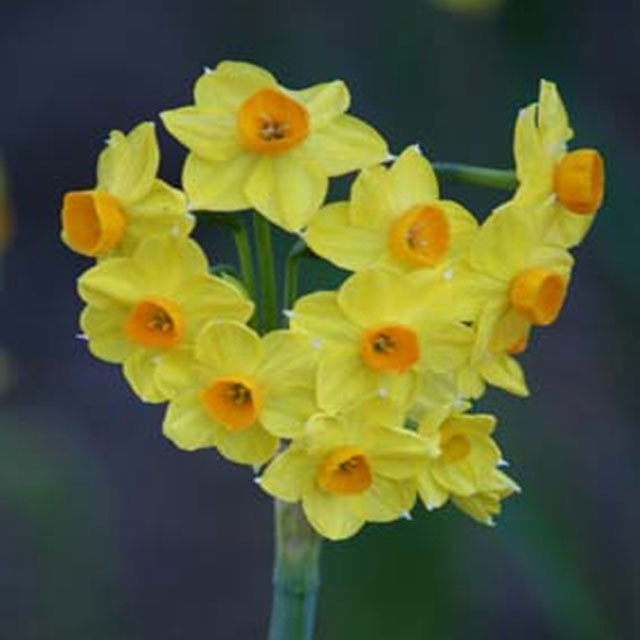 Narcissus Grand Soleil dOr