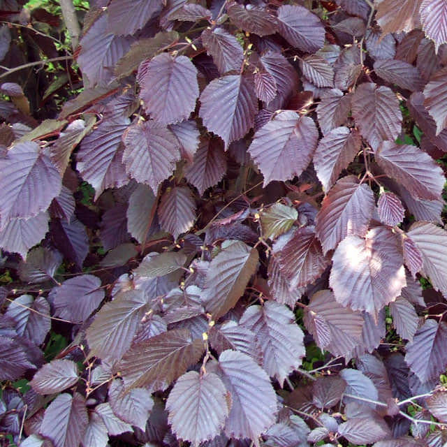 Corylus maxima