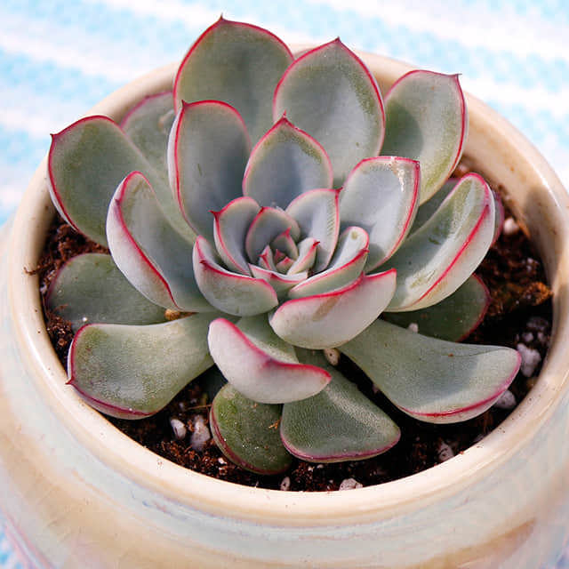 Echeveria pulidonis Yellow Leaves