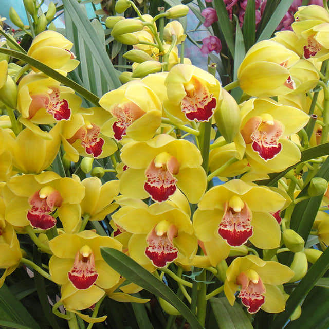Cymbidium hybridum Drooping Leaves