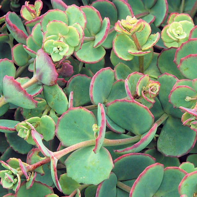 Sedum sieboldii